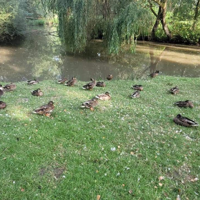 Enten
