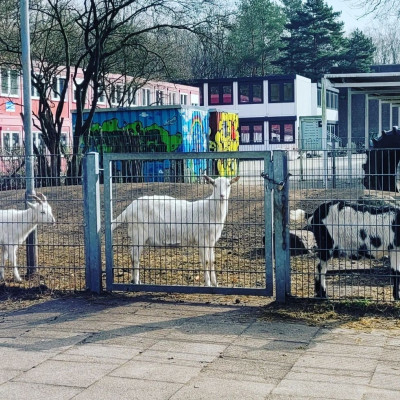 Ziegen füttern